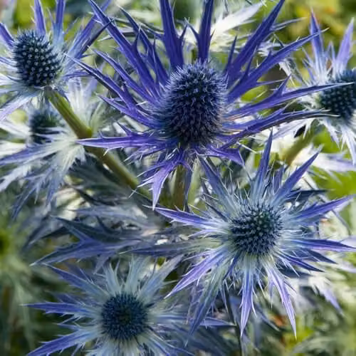 Thompson and Morgan Eryngium x zabelii Big Blue Hardy Perennial Sea Holly, 2 x 9cm Pots