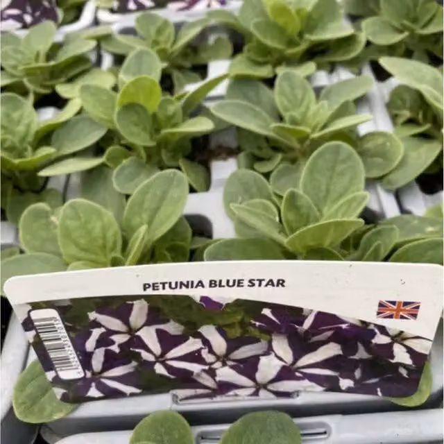Plants by Post Blue Star Petunia Bedding Plants, 12 Pack