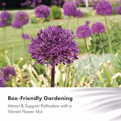 GreenBrokers Big Value Pack Purple Allium Bulbs for Ornamental Spring Gardens – 2