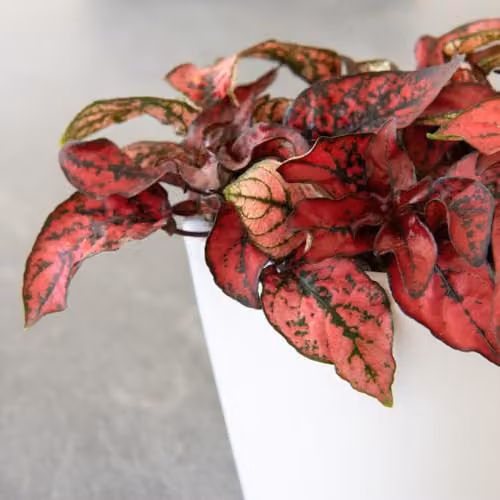Thompson & Morgan Hypoestes Phyllostachya Red Polka Dot Plant with Red and Green Foliage, Pack of 3 x 9cm Pots – 2