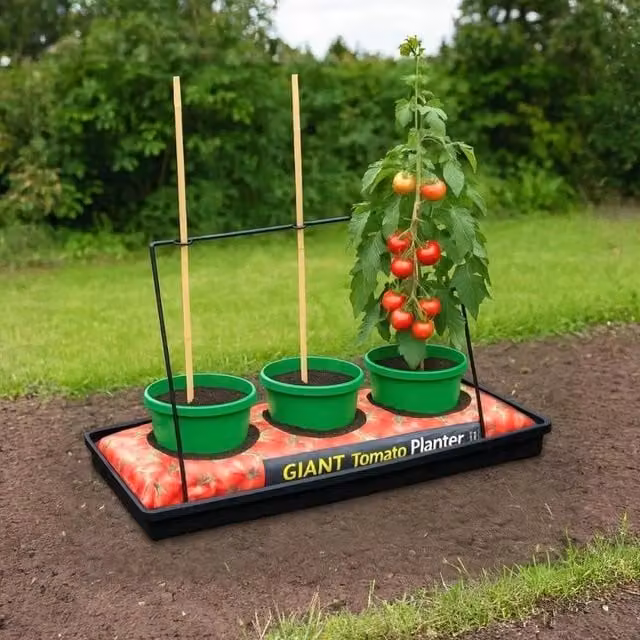 Spetlek Green Plant Watering Pot for Vegetable Gardens, Pack of 6, 100g – 1