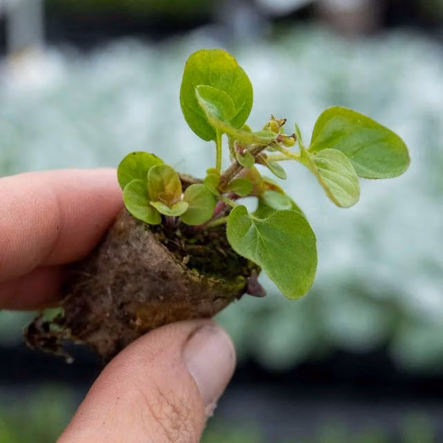 Marshalls Garden Oregano Arueum Gold Perennial Herb