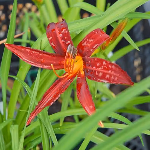Thompson and Morgan Hemerocallis Crimson Pirate Red Daylilies, Pack of 2 x 9cm Pots – 2
