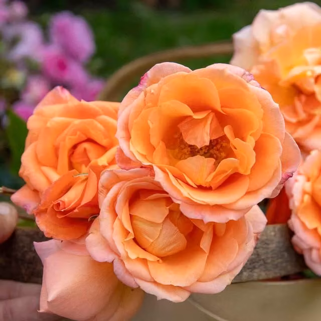 Marshalls Garden Rose Precious Amber Floribunda, Orange and Gold, Bare Root