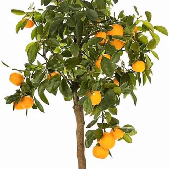 Thompson & Morgan Orange Citrus Fruit Tree for Indoor Growing