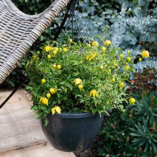 YouGarden Clematis tangutica Little Lemons Climber, 3 x 7cm Pots, Yellow and Green – 5