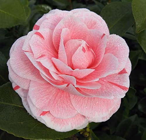Thompson & Morgan Camellia jap. Bonomiana Pink Hardy Ornamental Shrub, 2 x 9cm Pots