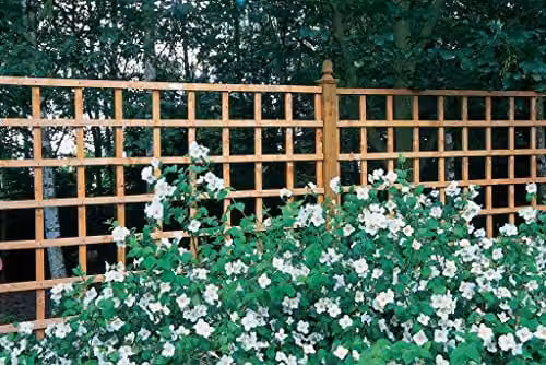 Forest Brown Trellis Support W: 30 cm, H: 183 cm