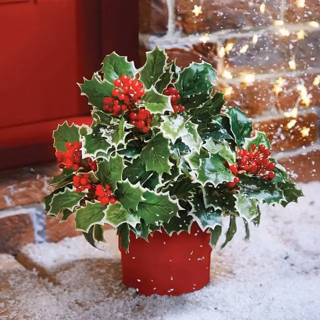 Gainsborough Set of 3 Holly and Berry Picks with Green and Red Variegated Leaves – 1