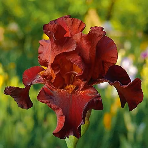 Thompson and Morgan Iris Re-Blooming Pass The Wine Garden Red Hardy Perennial Flowering Plant, 1x Bare Root – 1