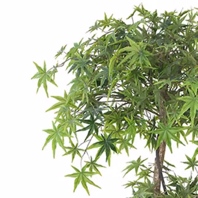 Leaf Design UK Green Artificial Japanese Maple Tree, Height: 150 cm – 2