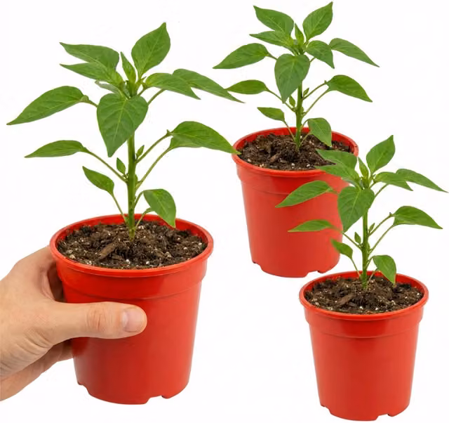 Plants by Post Hungarian Hot Wax Chilli Pepper Plants, Set of 3, Green ripening to Yellow