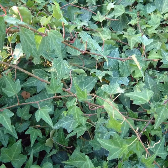 Plants By Post Hedera Helix Ripple Climber Plant, Deep Green