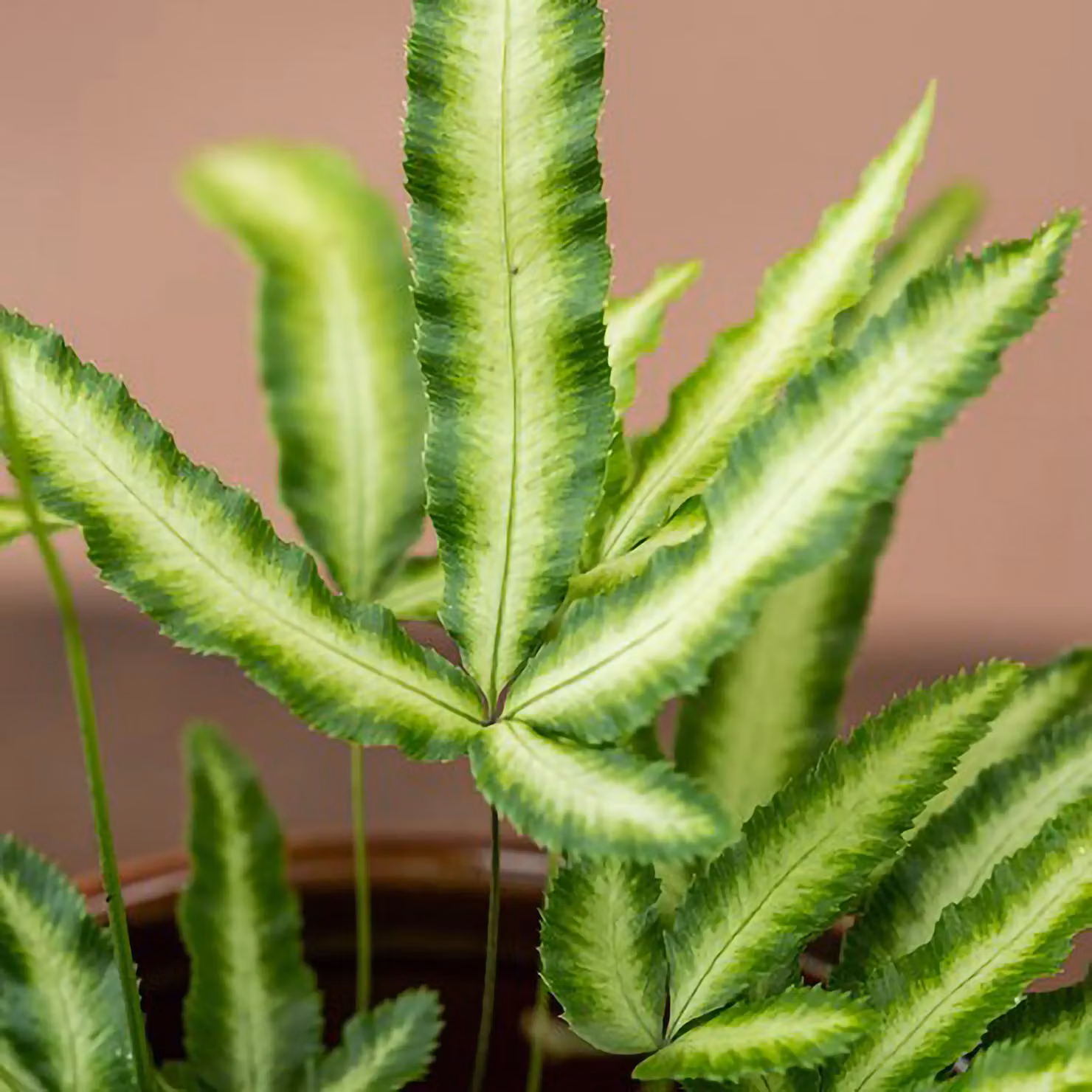 Primrose Pteris Nipponica White Striped Cretan Brake Pteris Cretica Albolineata Indoor Plant in a 12cm Green Pot – 2