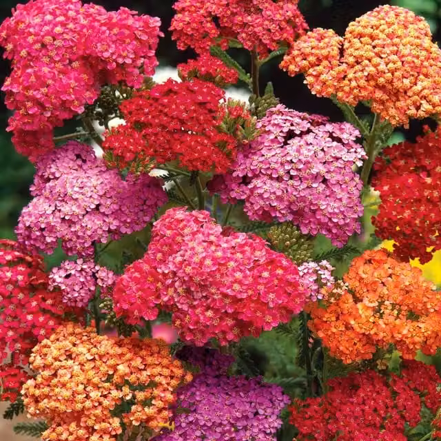 Marshalls Achillea Summer Berries Mixed Perennial Ornamental Garden Plants, Multicolour