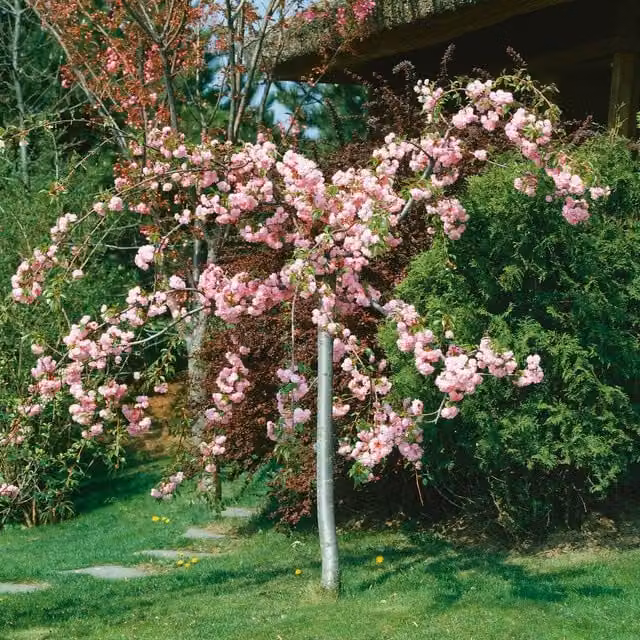 Marshalls Garden Pink Flowering Cherry Kiku-Shidare-Zakura Ornamental Tree