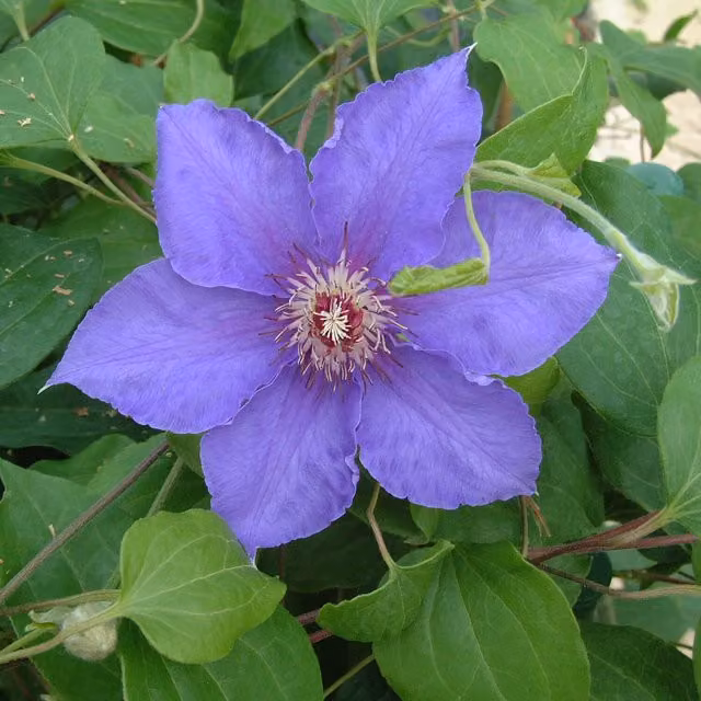 Plants By Post Clematis William Kennet Climber Plant in Blue, Yellow and Purple