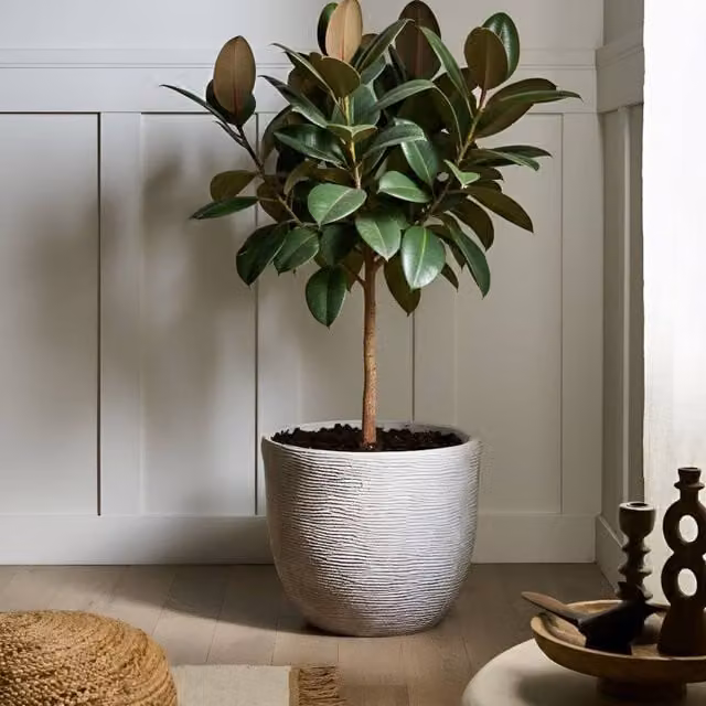 Wyld and Coco Grey Fibre Clay Planter Tub – 1