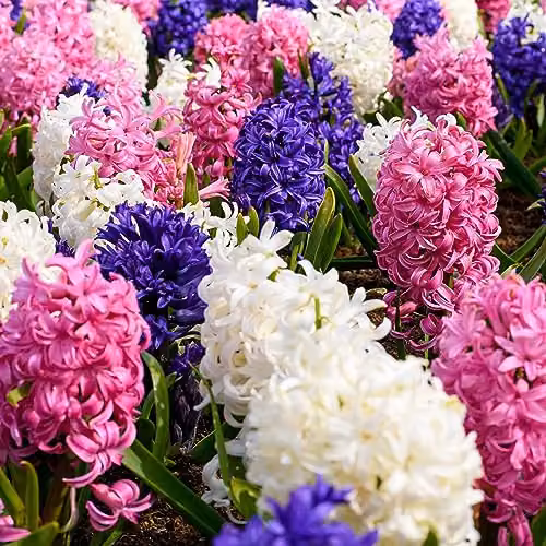 GreenBrokers Big Value Pack Multicolour Hyacinth Bulbs – 3