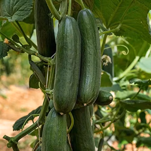 Thompson and Morgan Cucumber Marketmore Cucumis sativus Vegetable Seeds, 20 Seeds per Pack – 1