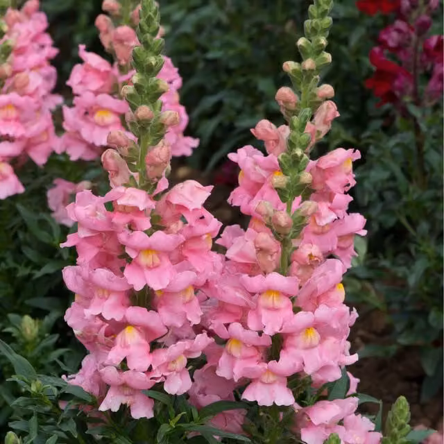 Plants By Post Antirrhinum Pink Bedding Plants, 24 Pack