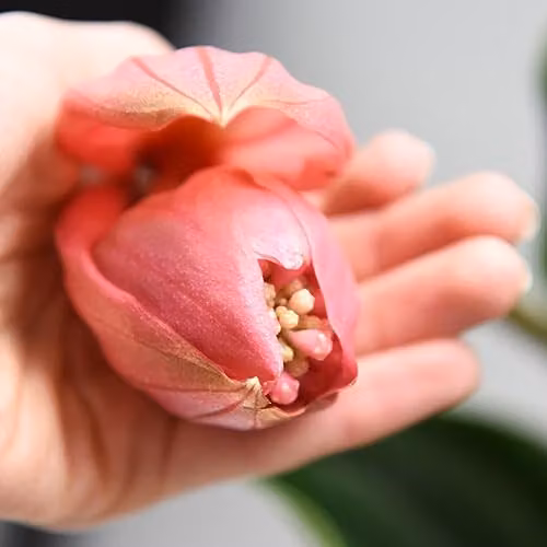 Thompson and Morgan Medinilla Magnifica Flamenco Flowering Indoor Tropical Plant with 17cm Pot, Pink – 6