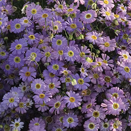 Thompson and Morgan Brachycome iberidifolia Little Missy Swan River Daisy Blue Flower Seeds, 180 Seeds