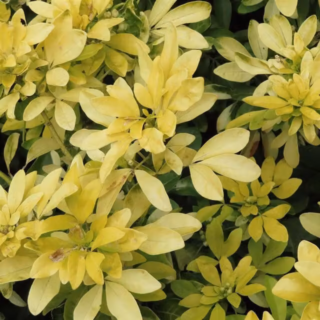 Choisya Sundance Fragrant Evergreen Ornamental Garden Shrub Plant with White and Yellow Flowers