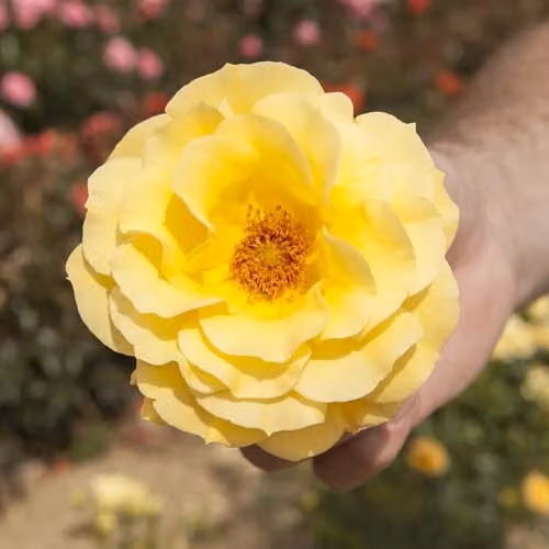 YouGarden Arthur Bell Yellow Flowering Rose Established Plant in 3-4 Litre Pot