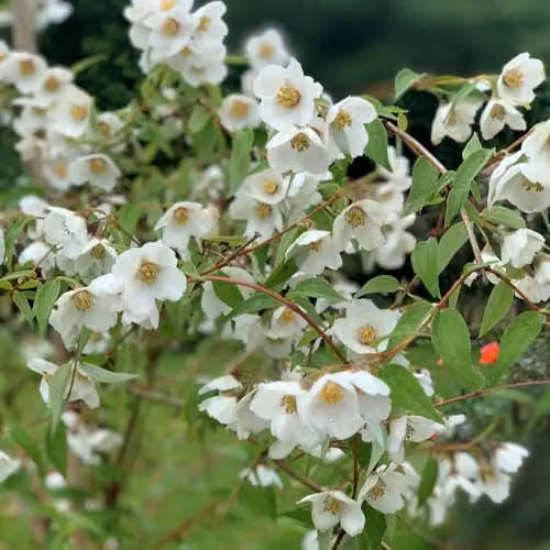 Thompson & Morgan Philadelphus Fragrant Falls Mock Orange Shrub with White Flowers, 9cm Pot