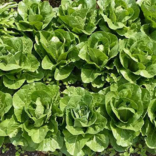 Thompson and Morgan Lettuce Valmaine Romaine Cut and Come Again Variety, 800 Seeds