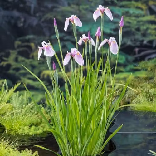 Thompson and Morgan Iris laevigata Pink Queen Hardy Japanese Water Iris, Lilac Pink and Purple with Yellow Markings, 3 x 9cm Pots – 1