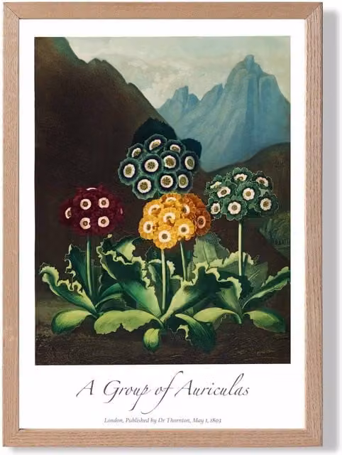 ARTZE Vintage Floral Auricula Flowers Framed Print, Multicolour, Oak Frame, A3