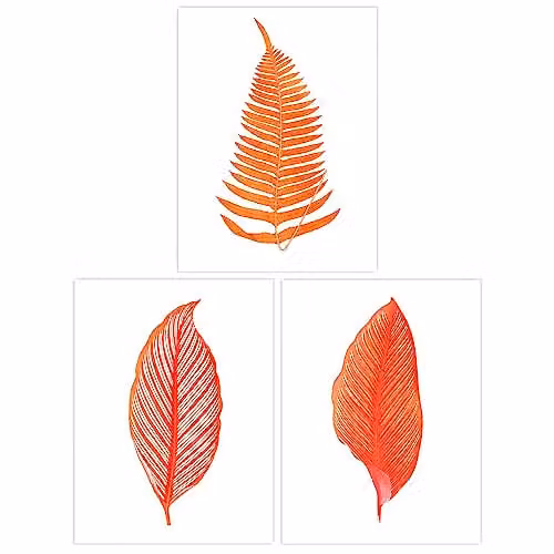 Wee Blue Coo Set of 3 Orange Fern Frond Botanical Unframed Paper Wall Art Prints
