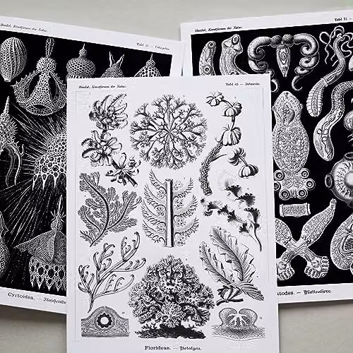 Artery8 Botanical Aesthetic Haeckel Nature Collage Kit, 50 Black and White Wall Art Prints, W: 14.8 cm, H: 10.5 cm – 7