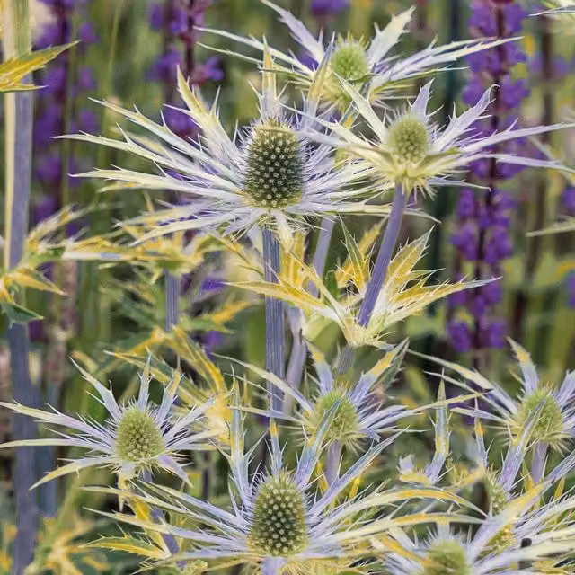 Marshalls Garden Eryngium Neptune Gold Blue and Gold Perennial Summer Flowering Plant