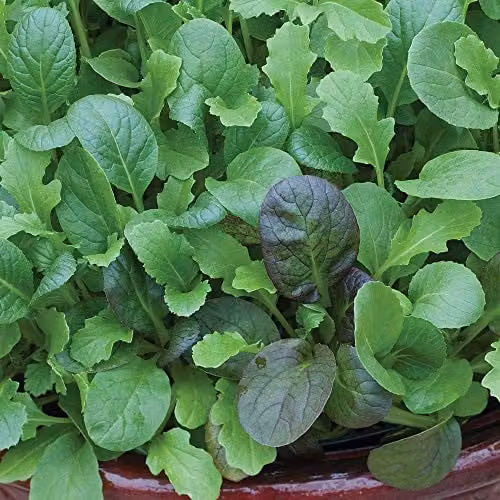 Thompson and Morgan Winter Greens The Good Life Mixed Salad Leaves Hardy Annual Vegetable Seeds, 125 Seeds