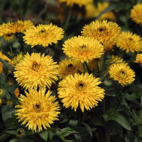 Thompson and Morgan Calendula officinalis Calexis Yellow English Pot Marigold Hardy Annual Flower Seeds, 20 Seeds – 2