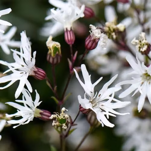 Thompson and Morgan Lychnis Flos-Cuculi White Robin Hardy Perennial, 1 Litre Pot – 3