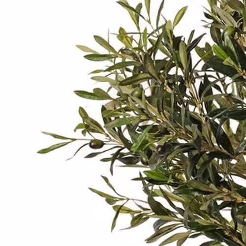 Leaf Design UK Green Artificial Olive Tree in a Black Plastic Pot, H 90 cm x W 50 cm x D 50 cm – 3