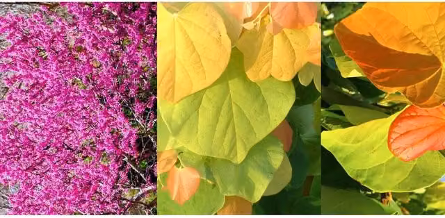 Direct Plants Cercis Canadensis The Rising Sun North American Redbud Ornamental Tree, Pink, 3L Pot