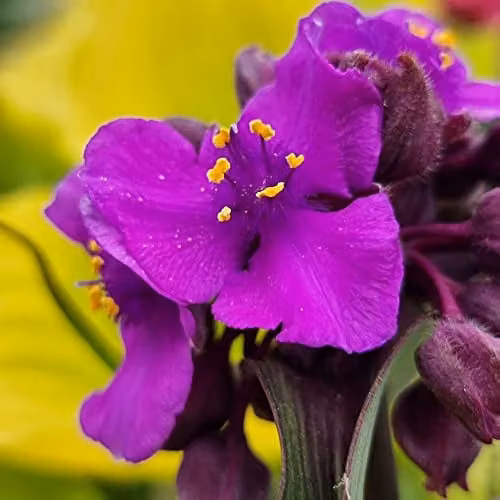 Thompson and Morgan Tradescantia Brain Storm Purple and Yellow Hardy Perennial Potted Plant, 1 x 9cm pot – 2