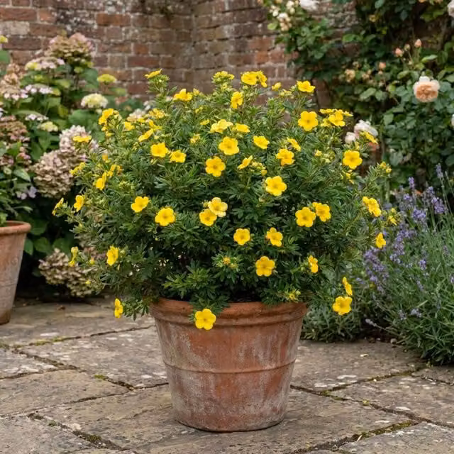 Plants by Post Potentilla Goldfinger Yellow Ornamental Shrub, Yellow and Green, 2L Pot