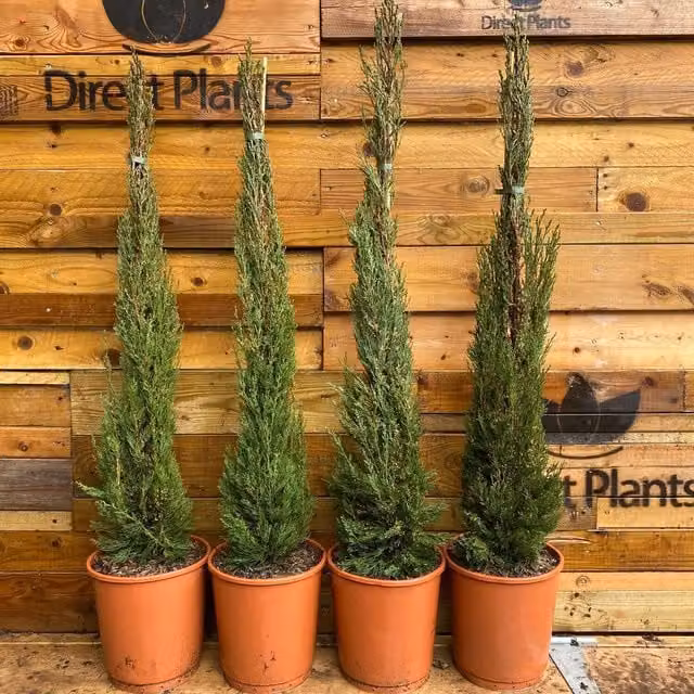 Direct Plants Italian Cypress Tree Cupressus Sempervirens, Green, Height: 91.44 cm, 7.5 L Pot
