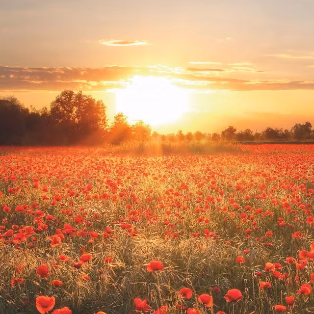Poppy Field In Sunset Floral Wall Mural in Orange and Red