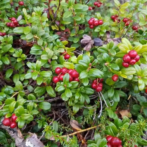 Thompson & Morgan Cranberry Pilgrim Evergreen Cascading Berry Shrub, 2 x 9cm Pots – 1