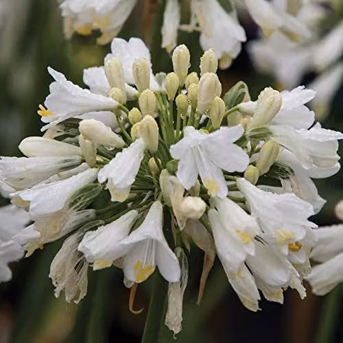 Thompson and Morgan Agapanthus Ever White African Lily Hardy Perennial, White, 1 x 9cm Pot – 1