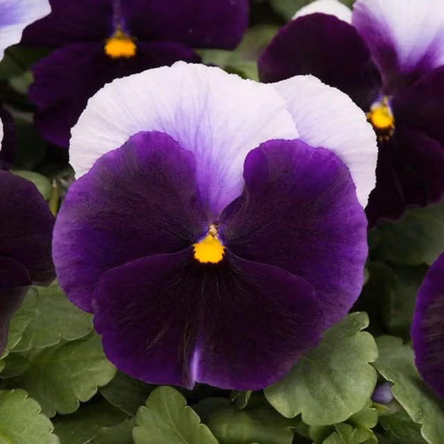 Plants by Post Pansy Beaconsfield 12 Bedding Plants in Recyclable Garden Trays, Violet-blue and White