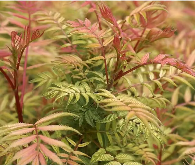 Direct Plants Sorbaria Sorbifolia Sem Golden Garden Ornamental Shrubs, Pack of 3, Multicolour