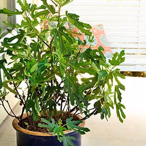 Thompson and Morgan Dwarf Fig Little Miss Figgy in a 9cm Pot